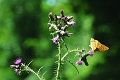 04 07 15_5843_edited-1
